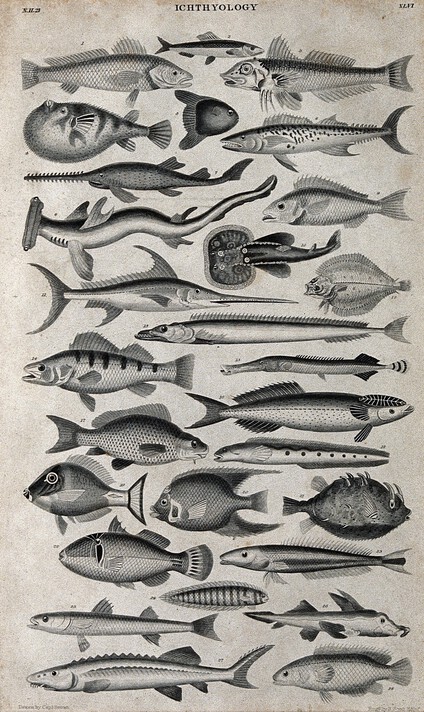 Image of many species of fish